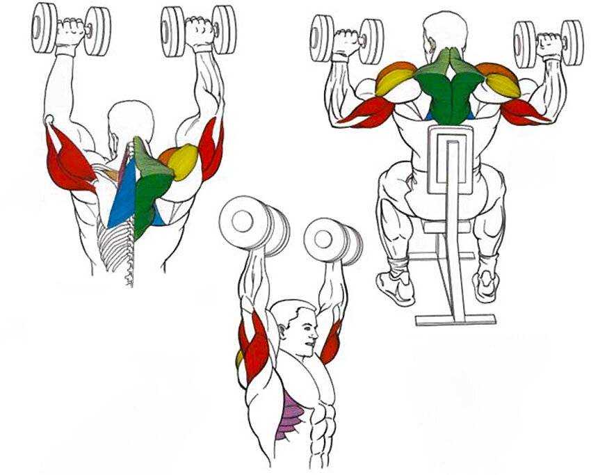 Как эффективно и безопасно тренировать мышцы плечевого пояса Подробное описание строения и особенностей каждой мышцы Упражнения для тренировки плечевого пояса в домашних условиях и спортзале
