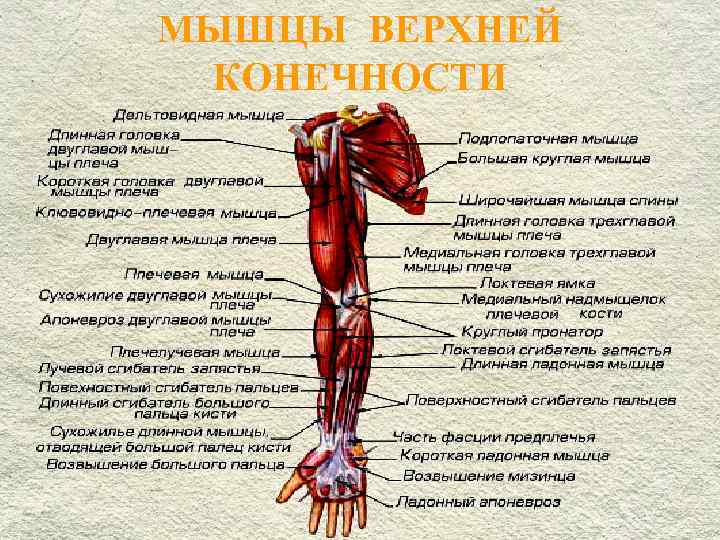 Анатомическое строение руки человека с названиями: названия базовых частей руки, особенности, фото