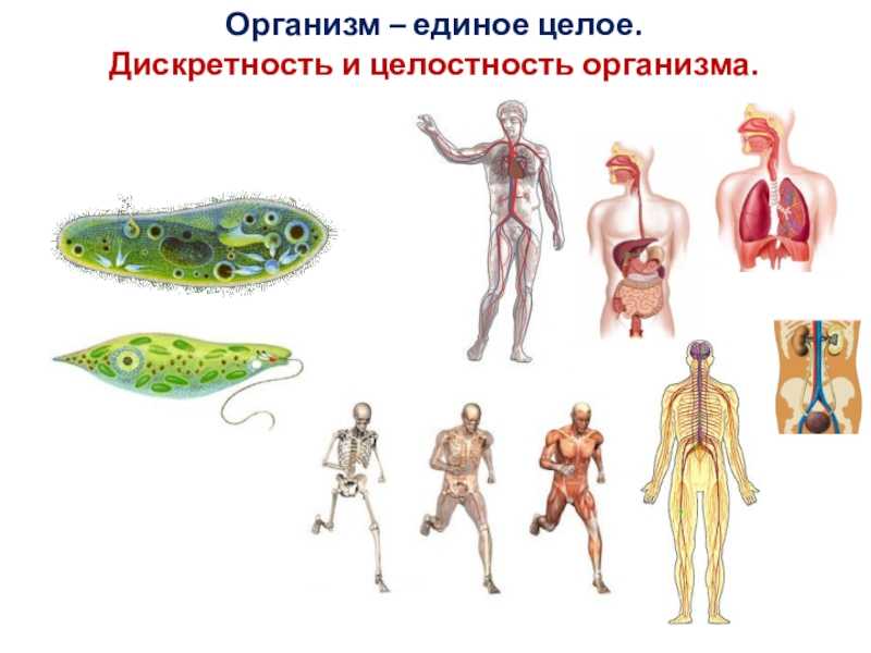 Железы живых организмов