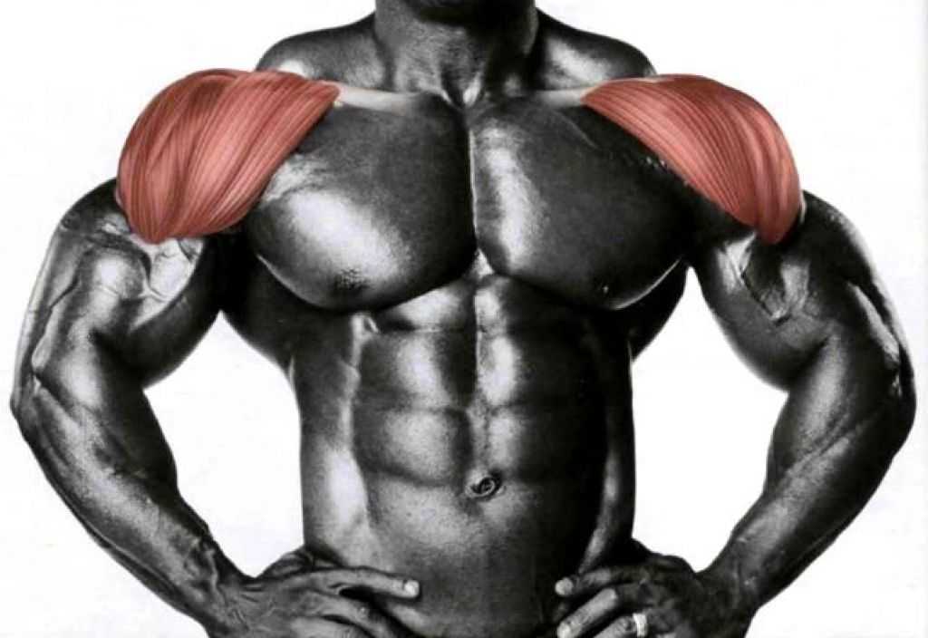 Дельтовидная мышца где находится упражнения для женщин
