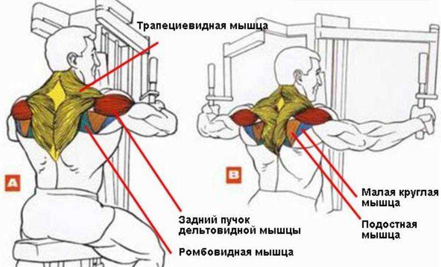 Тренажер-бабочка: на какие мышцы действует, упражнения, отзывы - tony.ru