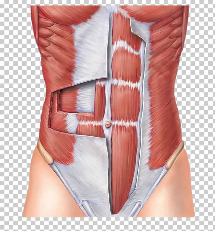 Анатомия мышц живота