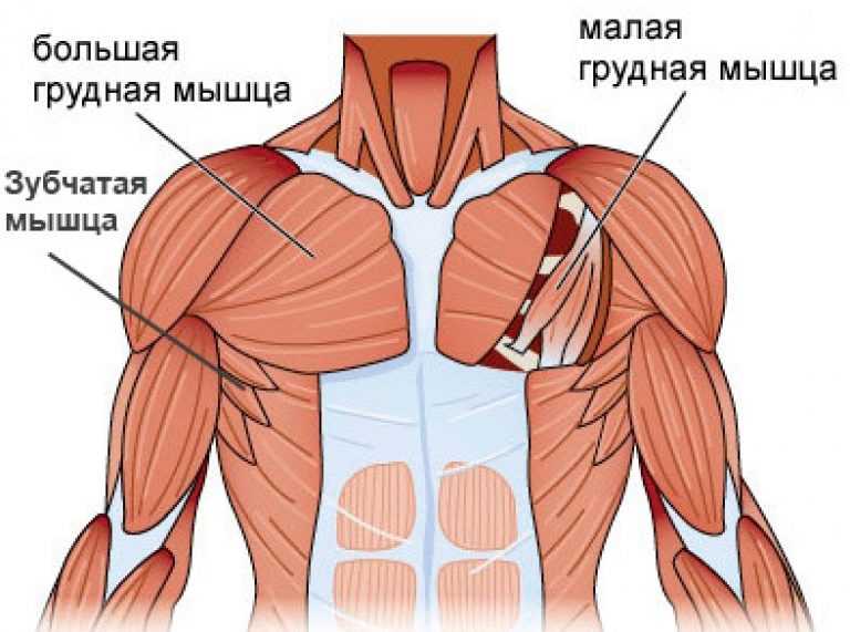 Базовые упражнения на грудь: техника, варианты для девушек и мужчин в тренажерном зале и дома