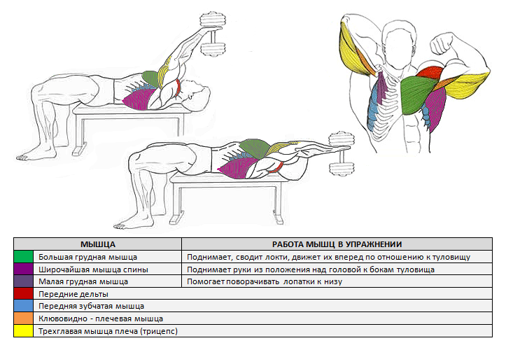 Упражнение пуловер: какие мышцы работают и техника выполнения | irksportmol.ru