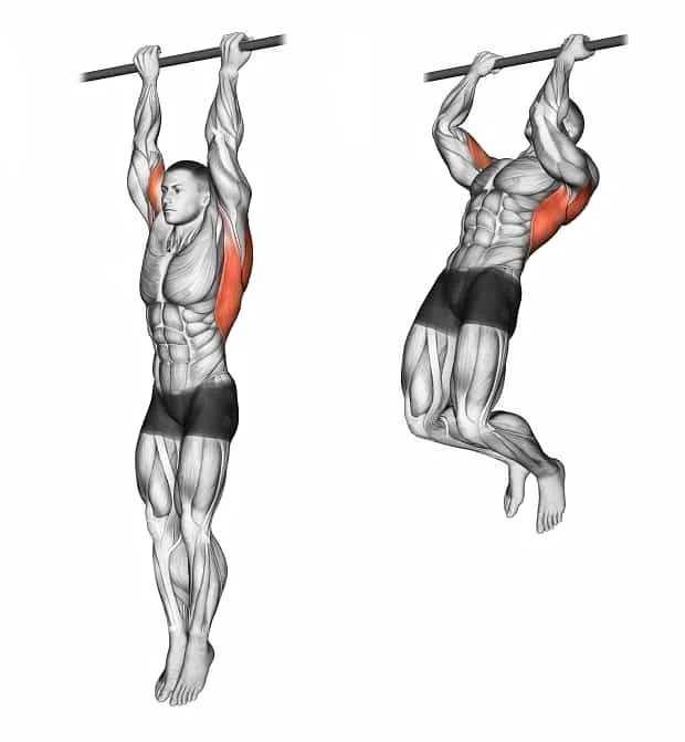 Какие мышцы качаются при подтягиваниях обратным хватом: польза и вред этого упражнения | xn--90acxpqg.xn--p1ai