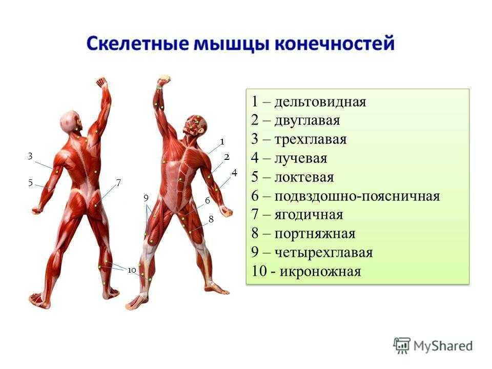 Развитие группы мышц. Мышцы человека. Влияние физических упражнений на мыш. Влияние физ упражнений на мышечную систему. Мышечная система человека кратко.