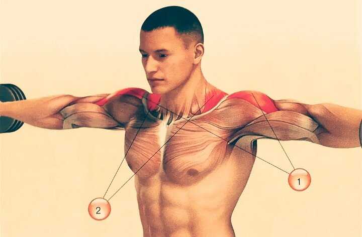 Дельтовидная мышца плеча где находится анатомия и функции дельт