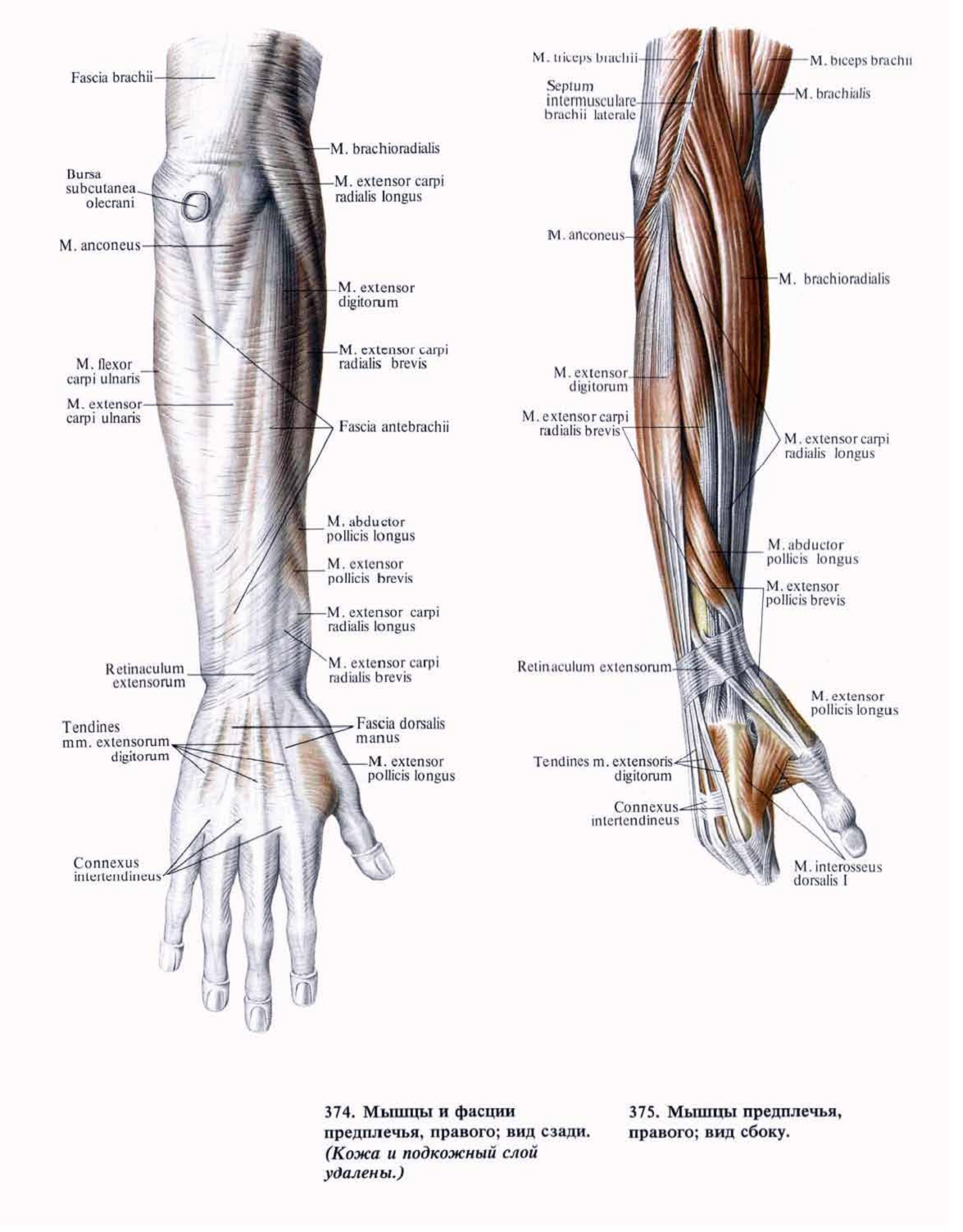 Кости предплечья у человека: анатомия, фото на скелете и где находится, внешняя сторона предплечья, мышцы плеча и предплечья