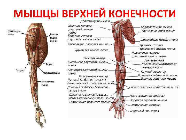 Мышцы рук человека: анатомия, строение, названия и схема-рисунок