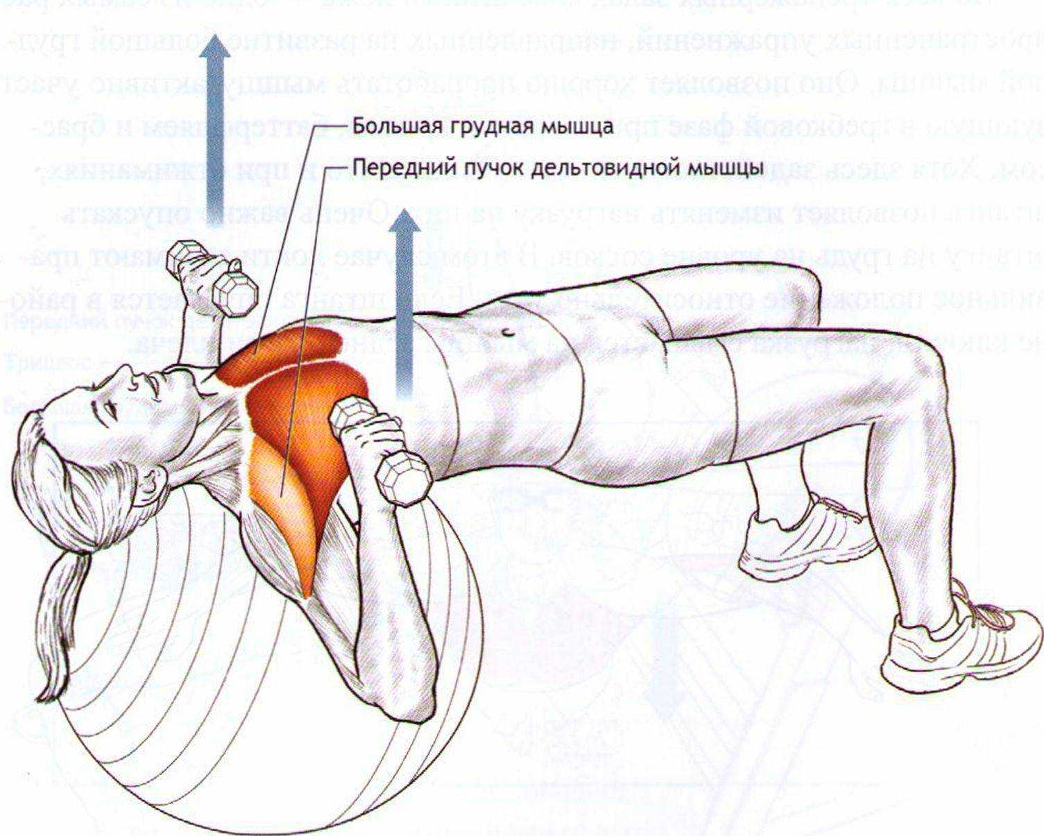 Упражнения со штангой на грудь: базовые основы, правила проведения занятия, техника выполнения и составление программы тренировки - tony.ru