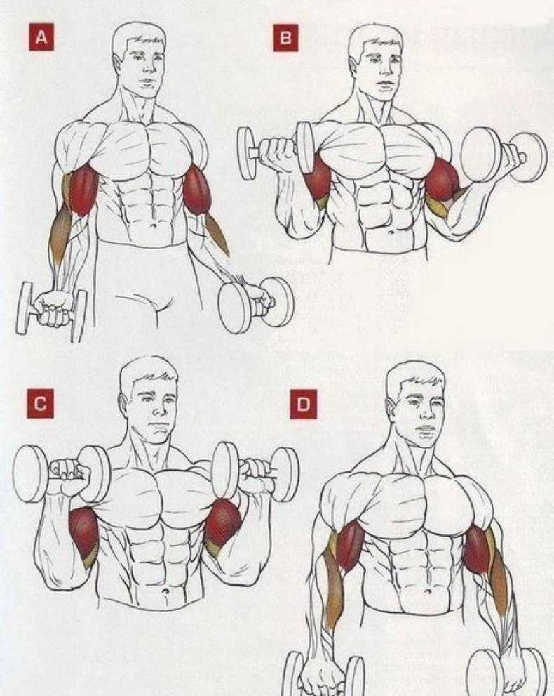 Принципы тренировки, направленной на увеличение объема мышц рук Программа тренировок для роста объема мышц рук