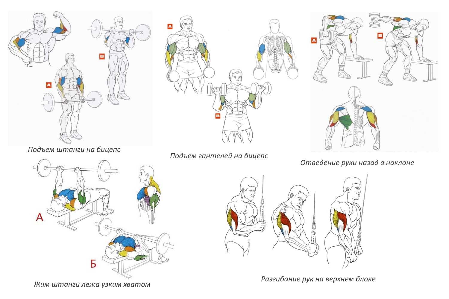 Базовые упражнения для набора массы - цикл из шести заметок из которого вы узнаете все об упражнения, помогающих увеличить мышцы