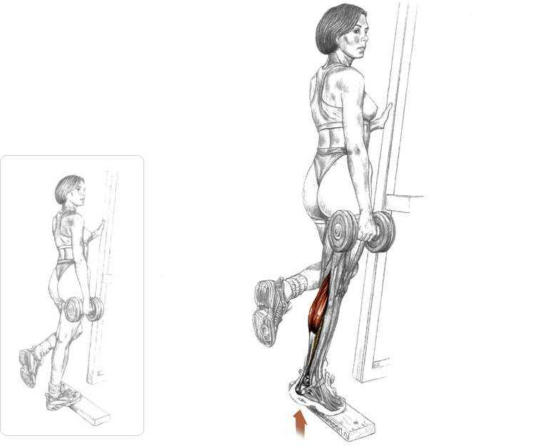 Подъем на носки: варианты стоя и сидя, особенности техники, польза упражнения