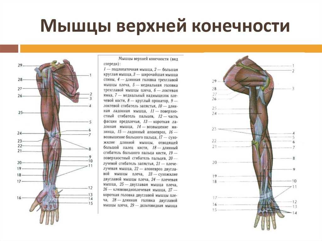 Мышцы рук: строение и функции