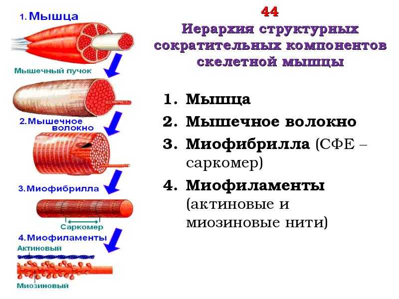 Типы мышечных волокон: отличия быстрых и медленных, их характеристика