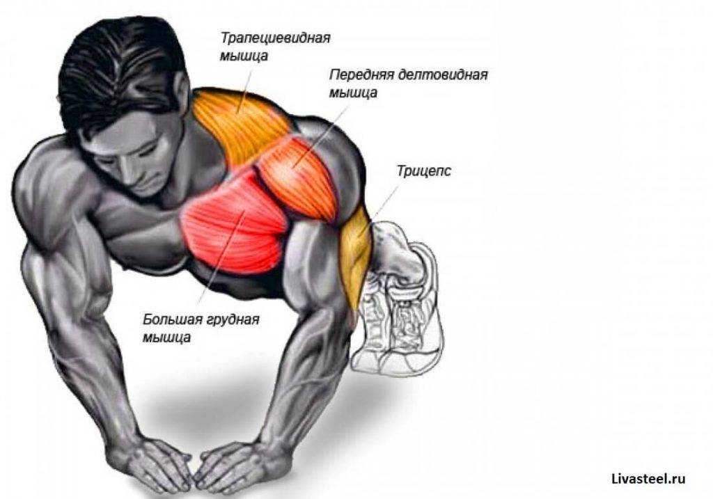 Подробно о мышцах, которые работают и качаются при различных отжиманиях от пола