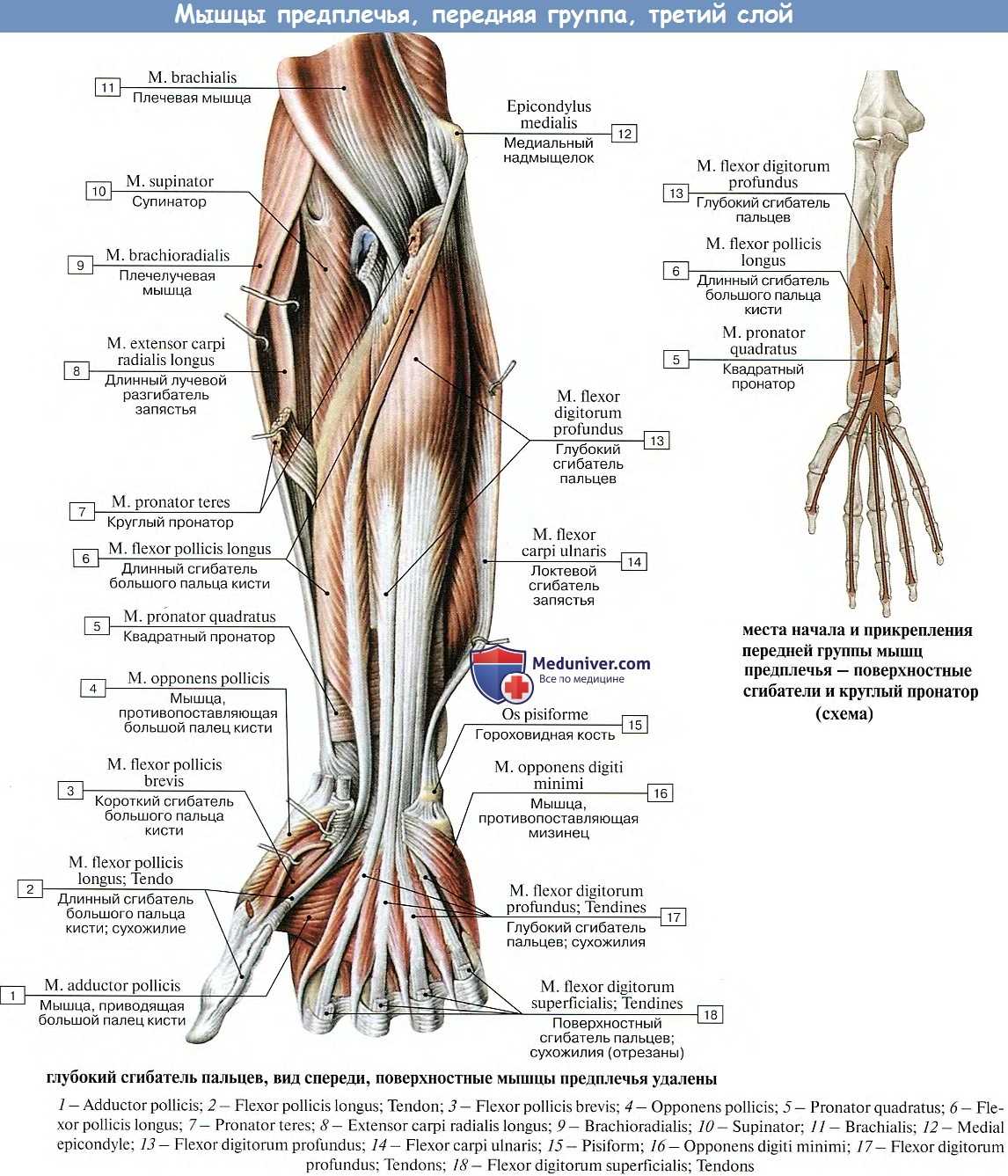 Мышцы предплечья человека передняя и задняя группы, их функции, иннервация и кровоснабжение (таблица)