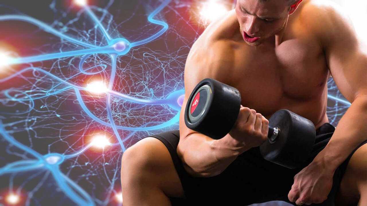 Связь мышц с мозгом — почему она важна при тренировках Все о том, как начинающим развить нейромышечную связь для быстрого роста мышц и улучшения симметрии тела