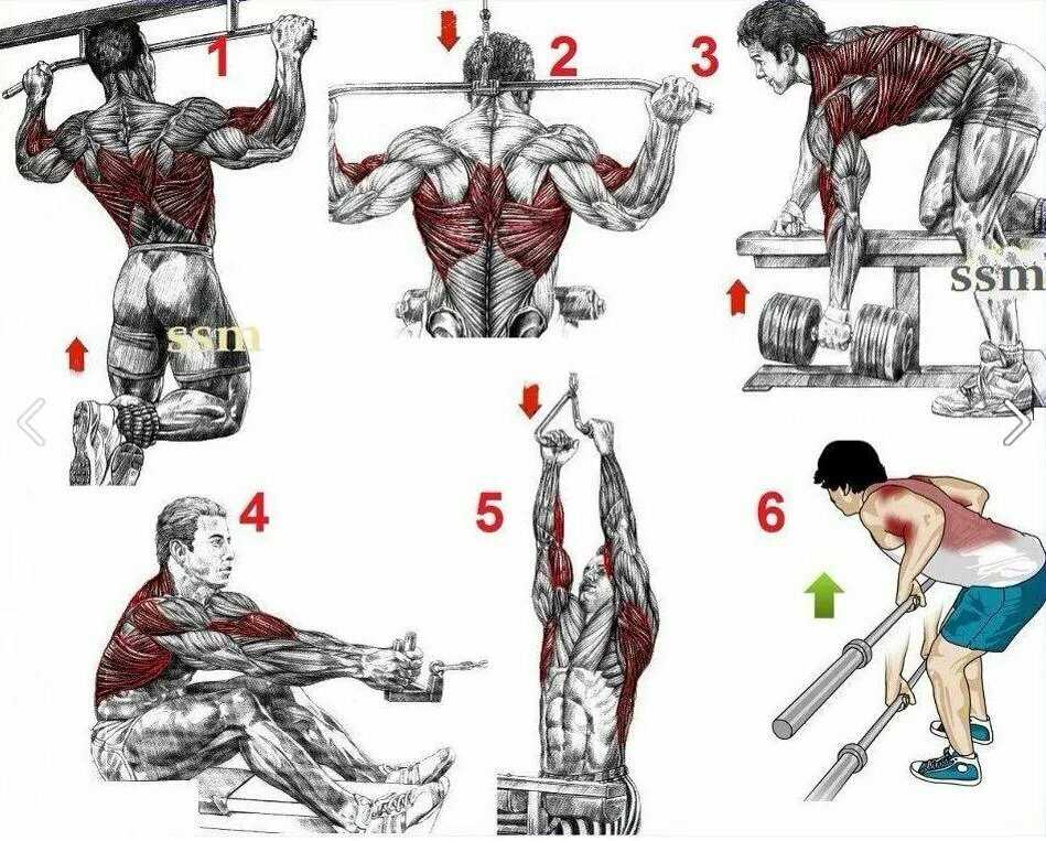 Как прокачивать мышцы торса с учетом анатомических особенностей каждой группы Пример тренировки для спортзала и дома с лучшими упражнениями для мышц туловища