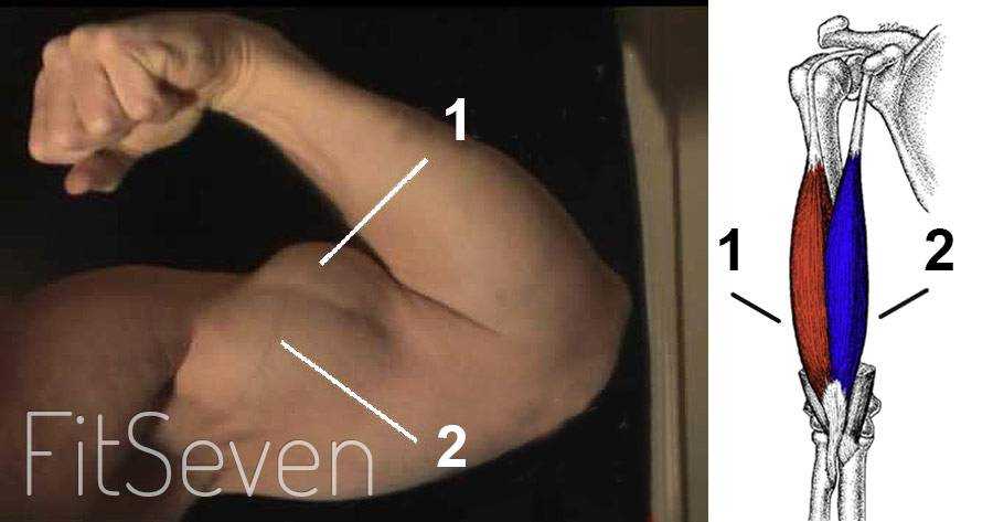Тренировка с тендинопатией двуглавой мышцы плеча. часть 1 | fpa