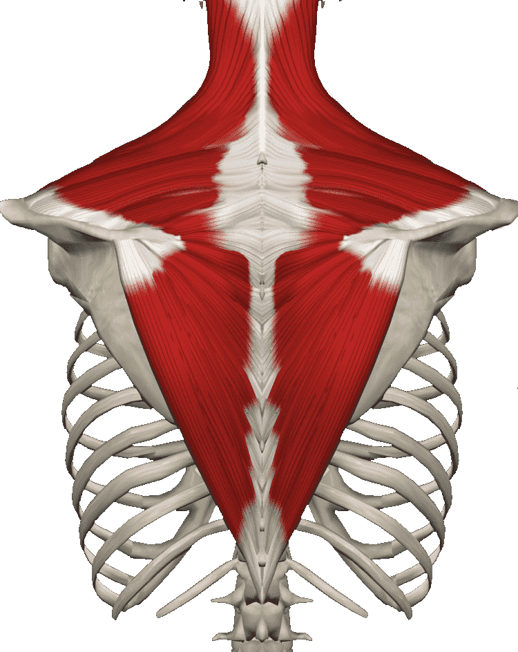 Верхний отдел спины. Трапециевидная мышца шеи анатомия. Musculus Trapezius анатомия. Трапециевидная мышца (m. Trapezius). Musculus Trapezius Синельников.