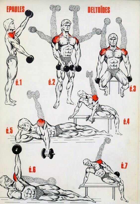 Упражнения на плечи » упражнения в картинках » культура тела