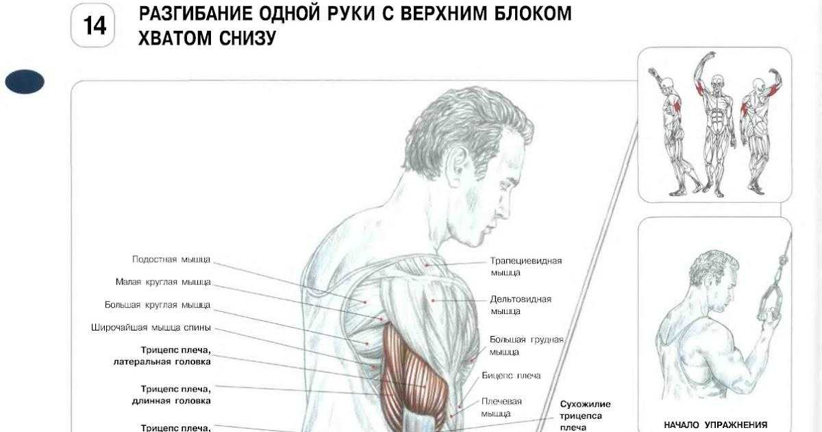 Разгибание рук на блоке стоя: верхнем, нижнем и чем его заменить | irksportmol.ru