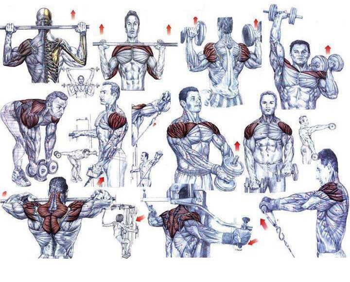 Как накачать плечи гантелями: топ 6 упражнений, рекомендации и план тренировки