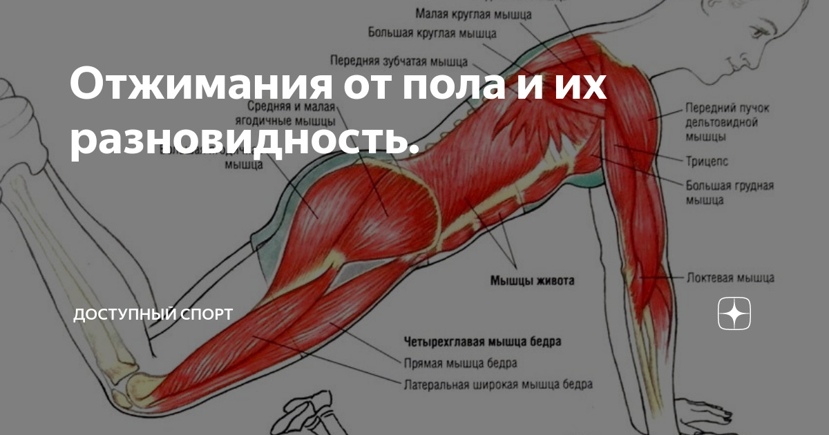 Подробно о мышцах, которые работают и качаются при различных отжиманиях от пола