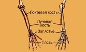 Запястье где находится у человека на руке. Кость между кистью и локтем. Лучевая кость на руке. Где находится запястье. Шиловидный отросток лучевой кости.