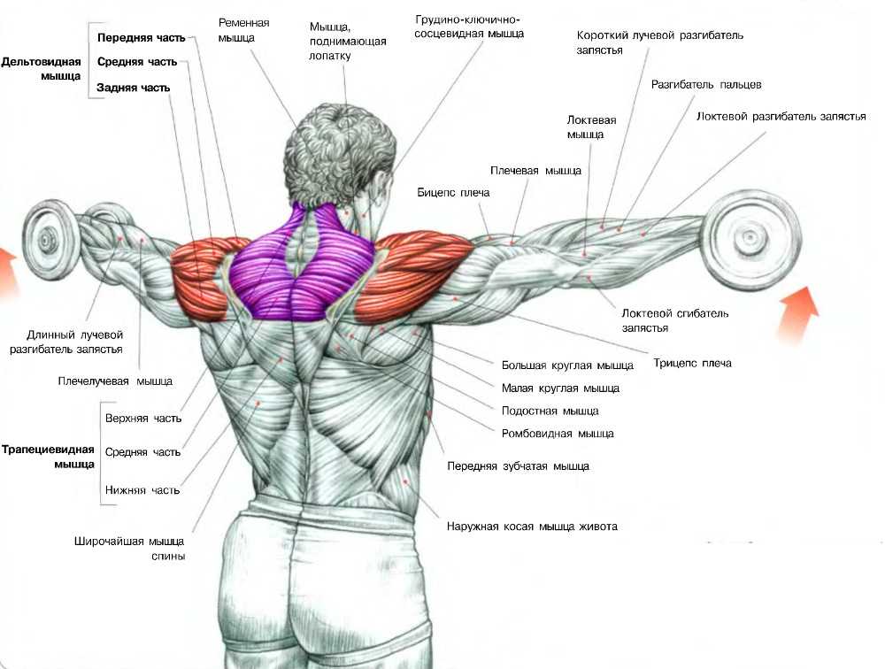 Анатомические особенности дельтовидных мышц , фото расположения и функции дельт Лучшие базовые и изолирующие упражнения на три пучка дельтовидных мышц