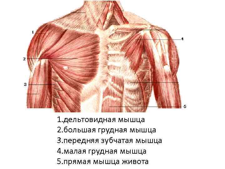 10 самых эффективных упражнений для грудных мышц