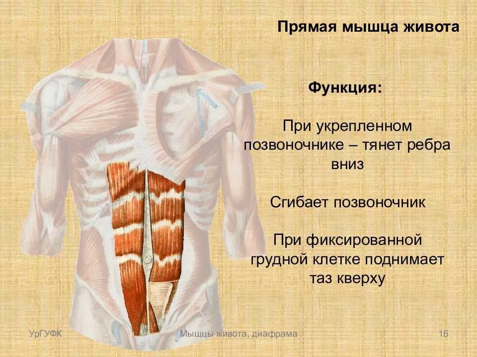 Мышцы пресса: анатомия, биомеханика, что нужно знать об упражнениях на мышцы живота