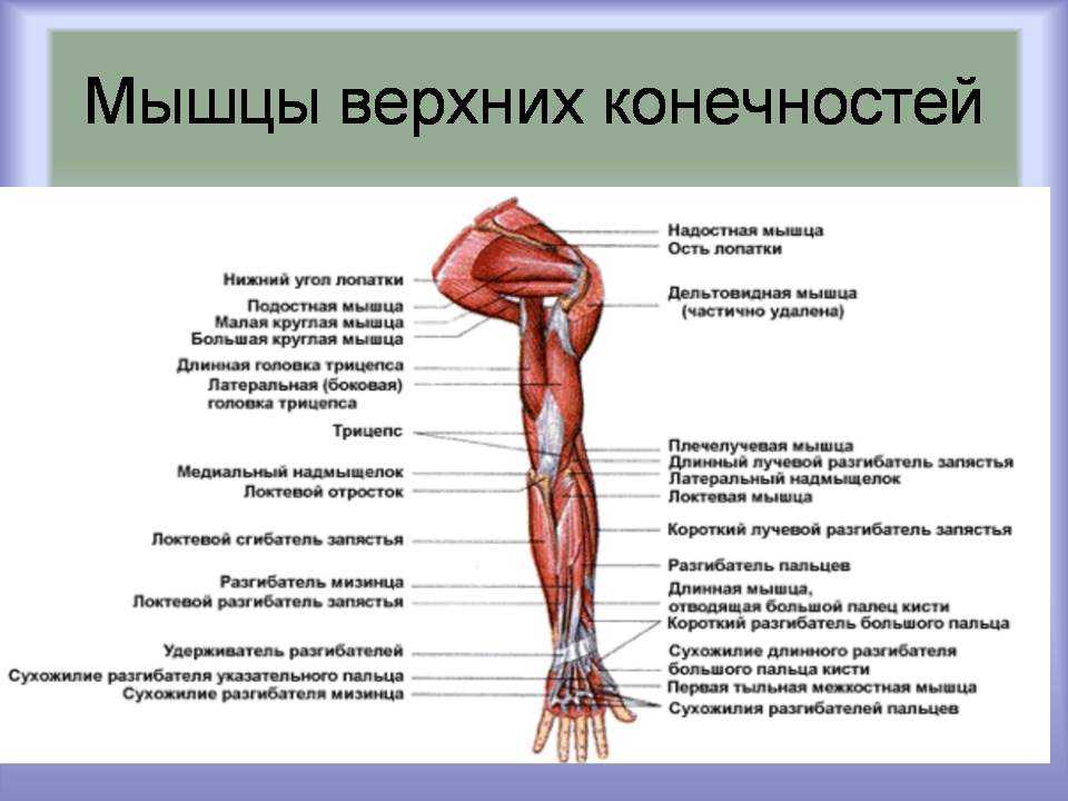Заболевания мышц рук: симптомы, лечение.
