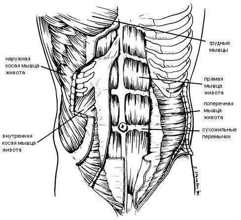 Мышцы живота. мышцы стенок брюшной полости. вспомогательный аппарат мышц живота. нормальная анатомия человека: конспект лекций