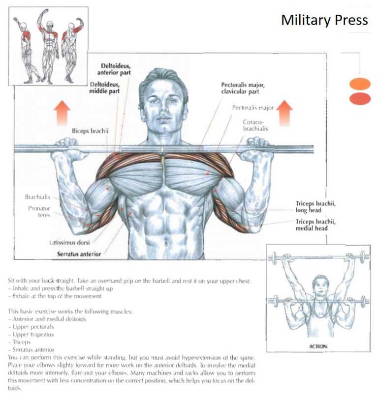 Армейский жим — упражнение для мышц плечевого пояса