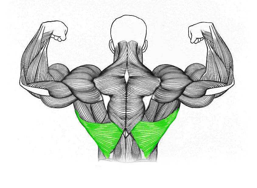 Широчайшие мышцы спины — одна из наиболее крупных мышечных групп тела Основная функция с точки зрения биомеханики — подтягивание корпуса за счёт вовлечения рук При этом, за счёт сложного строения волокон, изменение ширины хвата существенно меняет вектор н