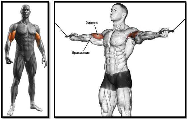 Клювовидно-плечевая мышца: функции и топ 7 лучших упражнений