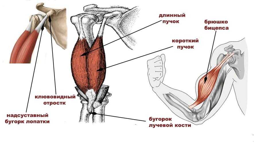 Биомеханика плеча