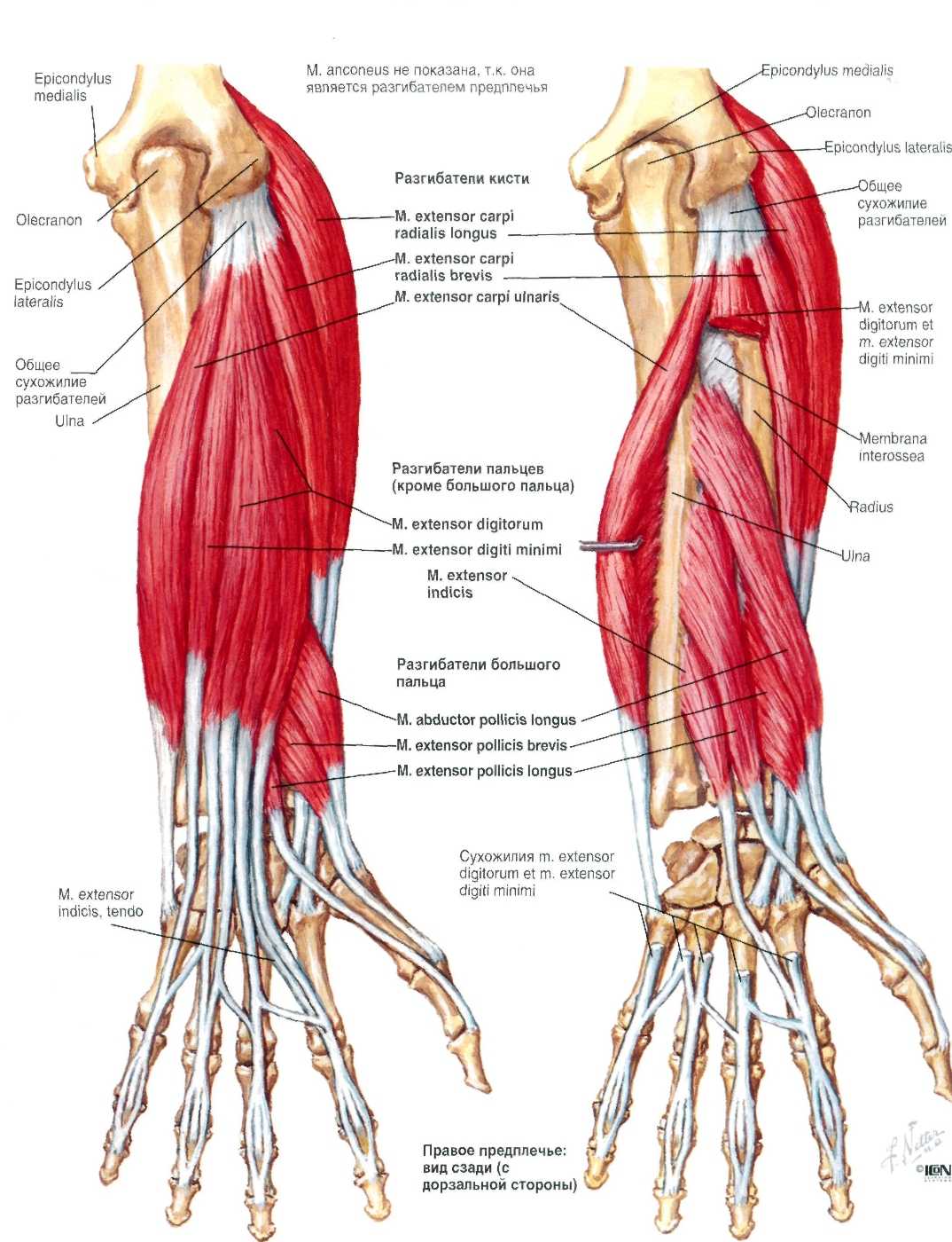 Биомеханика плеча | kinesiopro