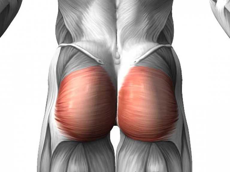 Средняя ягодичная мышца | kinesiopro