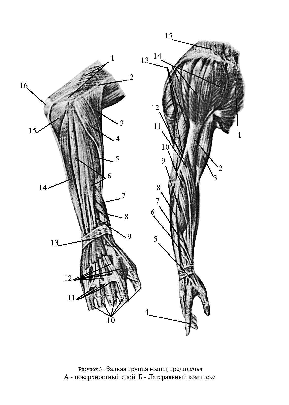 Мышцы предплечья и их функции. анатомия мышц плеча и предплечья