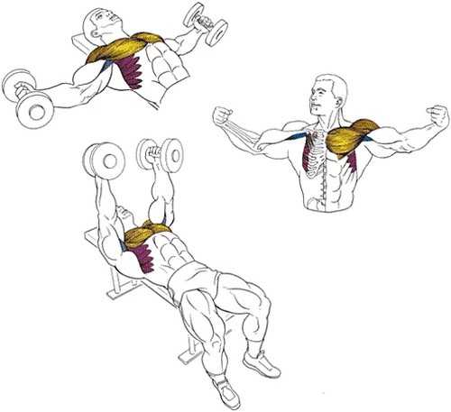 Упражнения на верх груди. Упражнения на верх груди дома. Упражнения на развитие грудных мышц