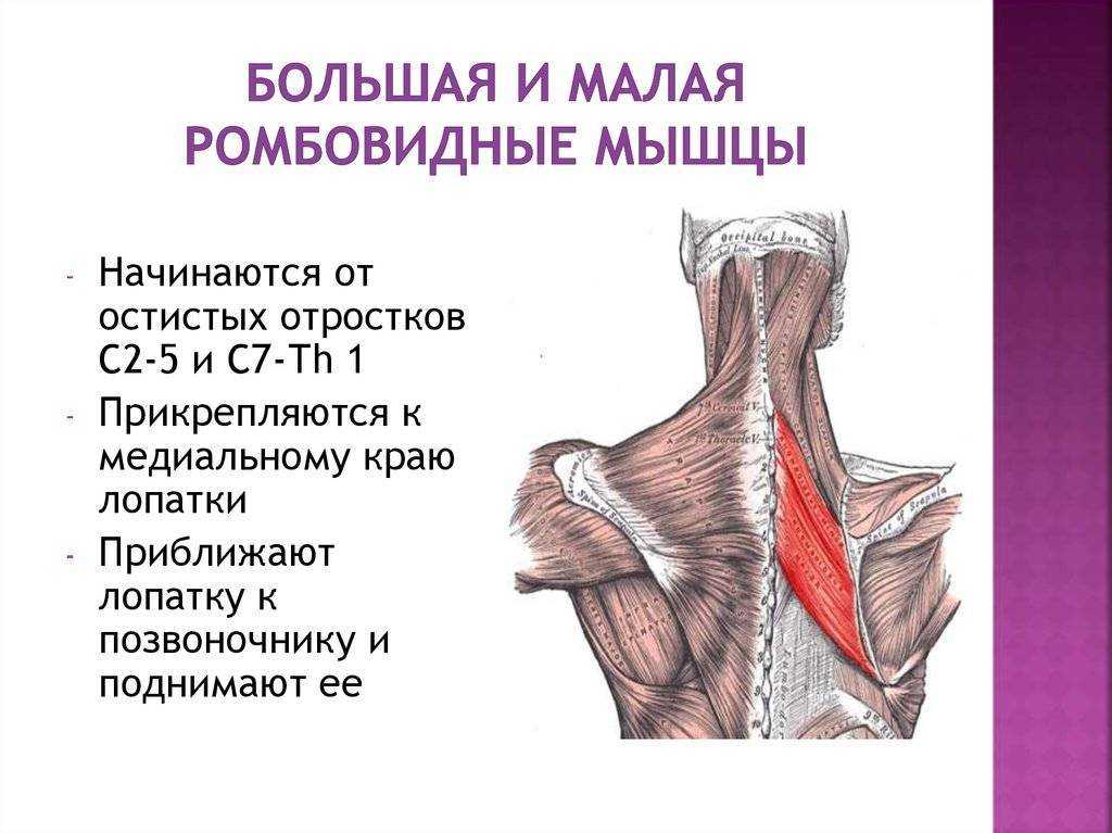 Упражнения на ромбовидную мышцу. ромбовидные - упражнения, особенности тренировки, анатомия