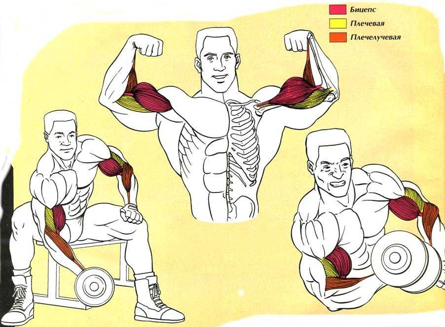 Лучшие упражнения на бицепс: топ-20 самых эффективных упражнения для тренировки двуглавой мышцы плеча