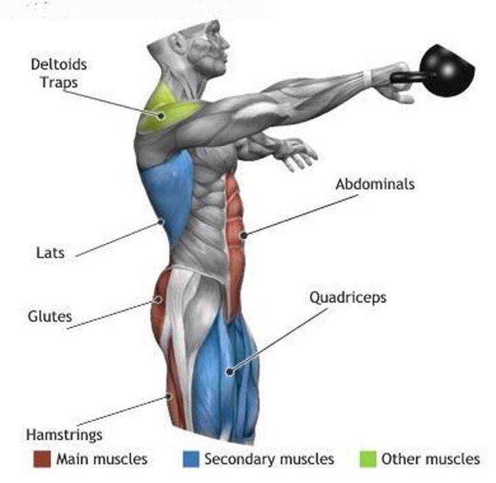Я использую мускулы для доминирования. Мышцы задействованные при толчке гири. Рывок гири группы мышц. Рывок гири какие мышцы работают. Мышцы задействованные с гирей.