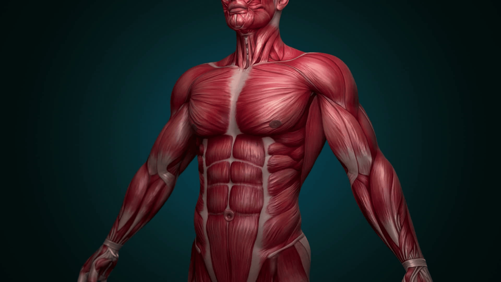 Анатомия мышц спины: строение и функции глубоких, поверхностных и широчайшей. таблица положения