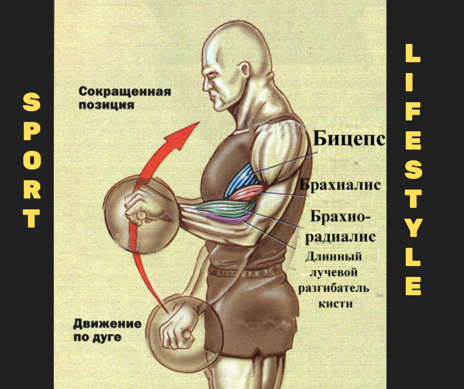 Как тренировать брахиалис Функции плечевой мышцы, особенности расположения и строения Топ упражнений для брахиалиса – рекомендации по тренировкам