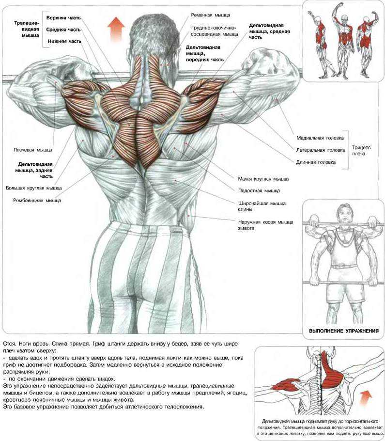 Мышцы плечевого пояса: анатомия, передняя и задняя группа, состав и функции