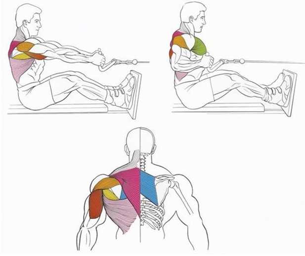 Тяга к груди нижнего блока - упражнение для прокачки плеч Мышечный атлас, особенности, техника выполнения, - все в одной заметке